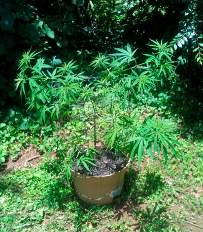 New York Power Diesel fem (Nirvana Seeds) семена конопли