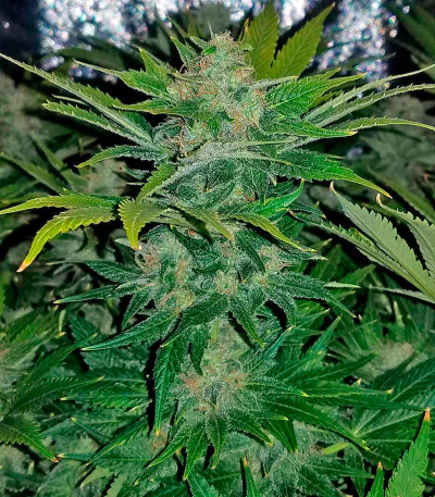 Northern Lights fem (00 Seeds) семена конопли