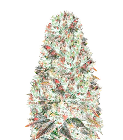 Original Berry fem (Victory Seeds) семена конопли