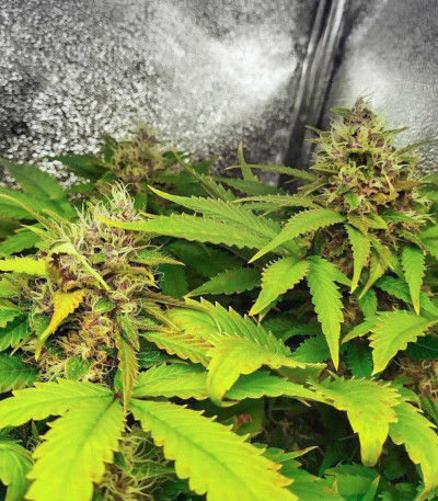 Punch Gelato #33 Auto fem (Cali Buds Seeds) семена конопли