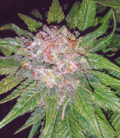 Pakistan Valley Reg (World Of Seeds) семена конопли