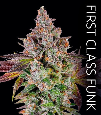 Permafunk fem (Compound Genetics) семена конопли