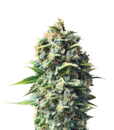 Pineapple Kush fem (Royal Queen Seeds) семена конопли
