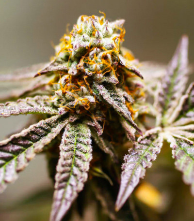 Purple OG Punch fem (Dutch Passion) семена конопли