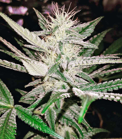 Purple Trainwreck fem семена конопли