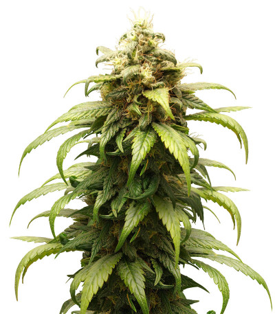 Семена конопли сорта Skunk Amsterdam