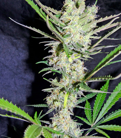 Skunk Auto fem (Strain Hunters) семена конопли