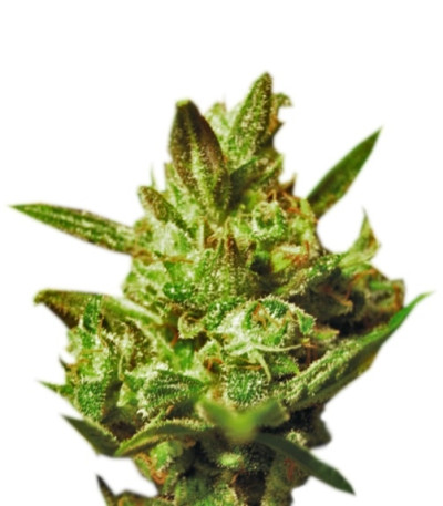 Super Critical Auto (Green House Seeds) семена конопли