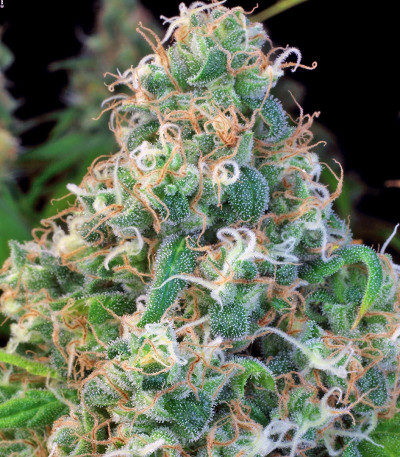 Warlock reg (Serious Seeds) семена конопли