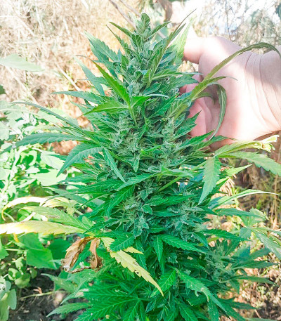 Zkittlez Auto fem (Cali Buds Seeds) семена конопли