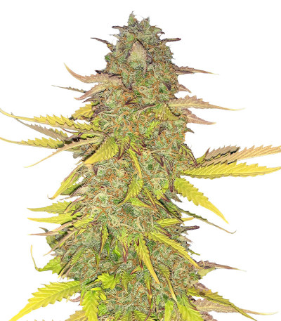 Acid Rain Autoflower (LSD) fem (Easy Grow Seeds) семена конопли
