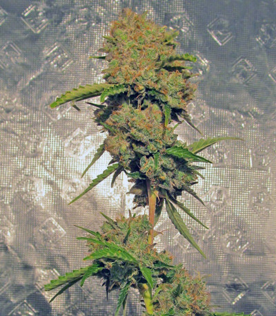 Big Bang Auto fem конопля