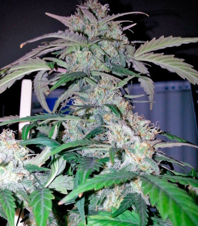 Fast Bud #2 Auto fem (Sweet Seeds)семена конопли