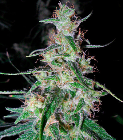 Hawaiian Snow fem (Green House Seeds) семена конопли