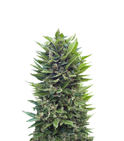 Mikromachine Auto fem семена конопли