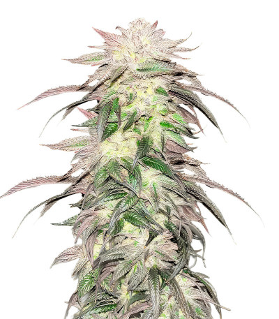 Pulp Friction fem (Green House Seeds) семена конопли