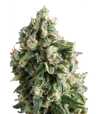 Auto Lennon fem (Pyramid Seeds) семена конопли