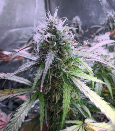 Auto Northern Lights fem (Pyramid Seeds) семена конопли