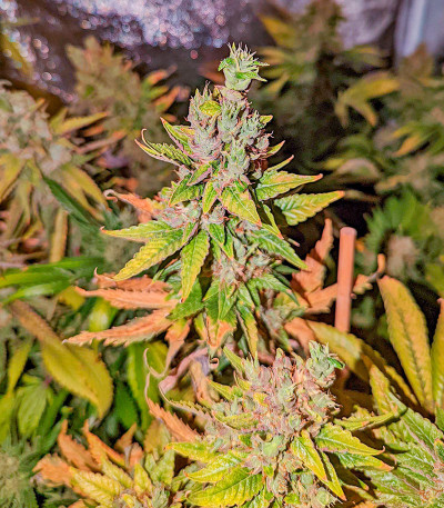 Bruce Banner #3 Auto fem (Herbies Seeds) семена конопли