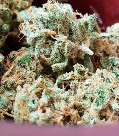 CBD Kong's Kush fem (Sumo Seeds) семена конопли