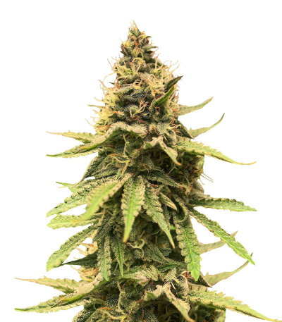 Critical Amnesia fem (AlphaFem Seeds) семена конопли