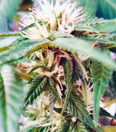 Dutch Kush fem (Paradise Seeds) семена конопли