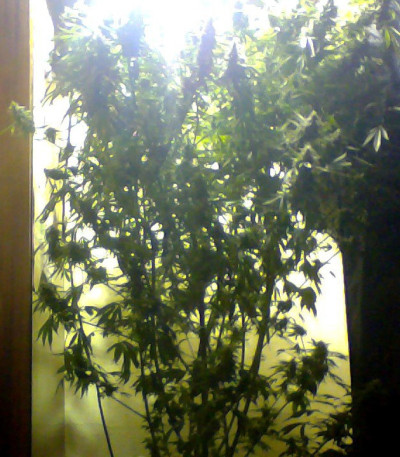 Flash Babylon Auto fem (Samsara Seeds) семена конопли