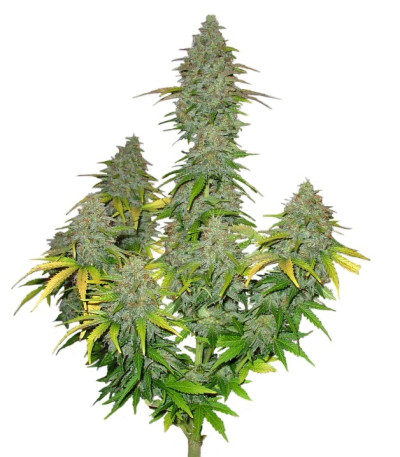 Fast Bud Auto fem (Sweet Seeds) семена конопли