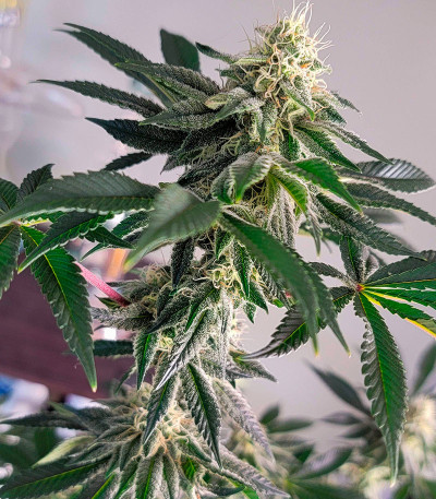 GMO Zkittlez F1 reg (Ethos Genetics) семена конопли