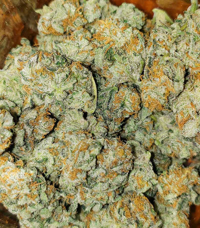 Kabul Express fem (Kalashnikov Seeds) семена конопли