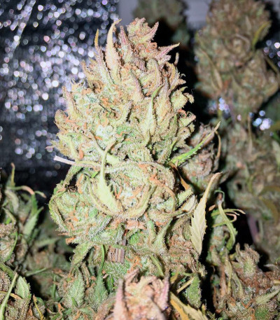 Killer Kush F1 Fast Version fem (Sweet Seeds) семена конопли