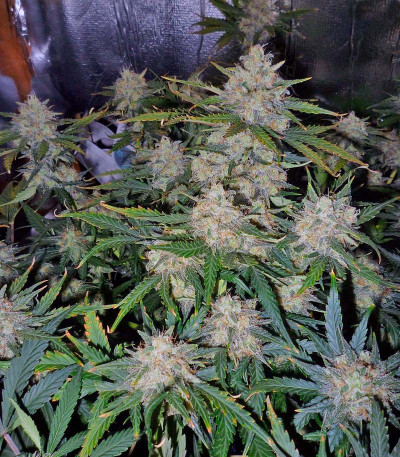 Mohan Ram fem (Sweet Seeds) семена конопли