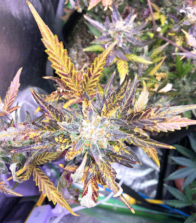 NYC Diesel Auto fem (Barney's Farm) семена конопли