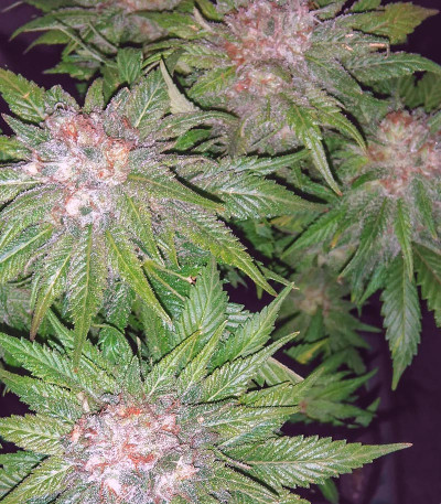 Pakistan Valley Reg (World Of Seeds) семена конопли