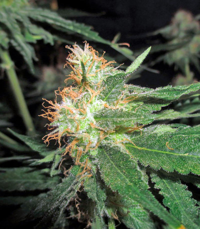 Pineapple Skunk fem (Humboldt Seeds) семена конопли