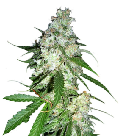 Power Kush fem (Dinafem Seeds) семена конопли