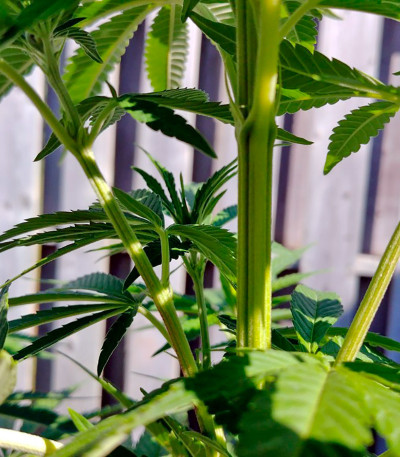 Queso (Kiss) fem семена конопли