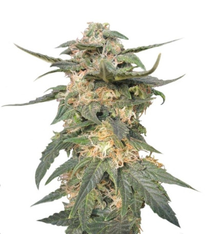 Royal Haze Automatic fem (Royal Queen Seeds) семена конопли