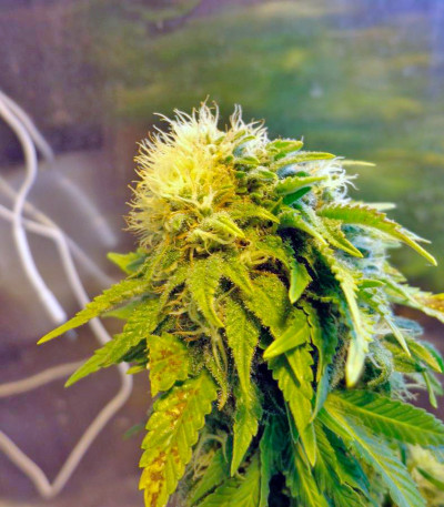 Shark fem (Pyramid Seeds) семена конопли