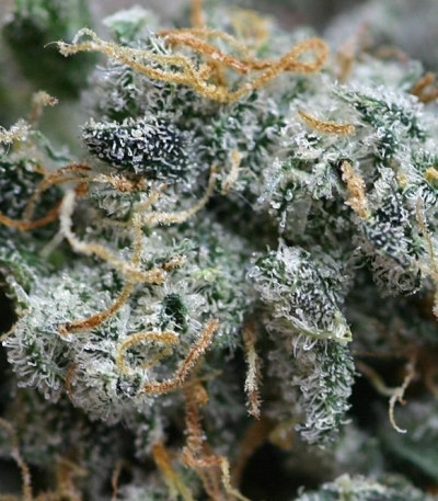 Snow Storm #2 (Dutch Passion) семена конопли