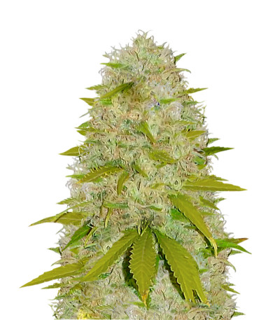 Super Skunk fem (Vision Seeds) семена конопли