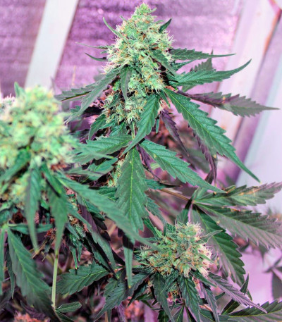 Vertigo Auto fem (Paradise Seeds) семена конопли