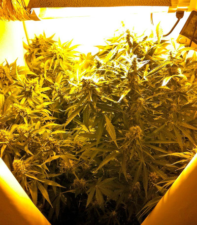 White Siberian fem (Dinafem Seeds) семена конопли
