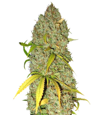 White Widow x Big Bud fem (Female Seeds) семена конопли