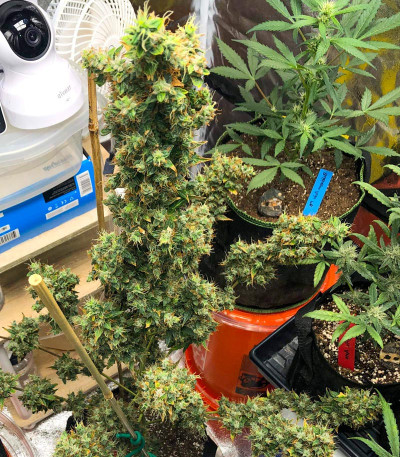 Zkittlez Auto fem (FastBuds) семена конопли