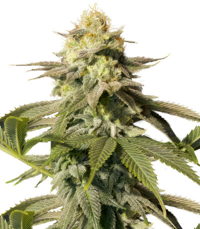Orange Sherbet FF fem (FastBuds) семена конопли