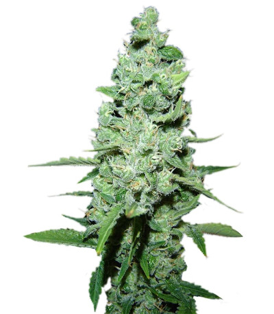 AK 47 reg (Serious Seeds) семена конопли