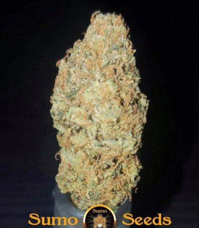 Amnesia Ganja Haze fem (Sumo Seeds) семена конопли