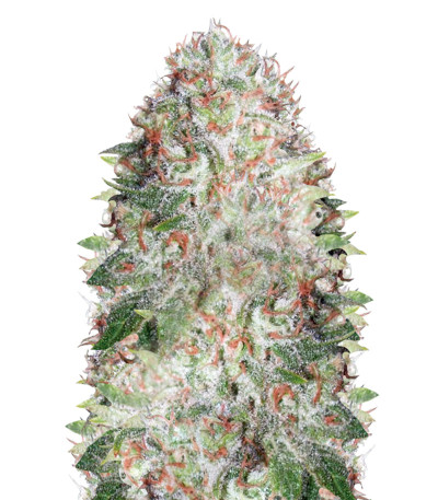 Auto Green Wild Shark fem (Victory Seeds) семена конопли