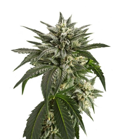Купить семена марихуаны Blue Critical Autoflowering шишки